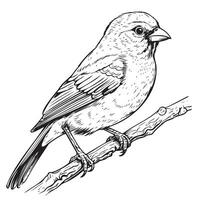 Black and white sketch of a canary bird sitting on a branch vector