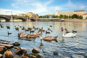 Birds on riverbank in Prague photo