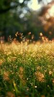 AI generated Sun kissed meadow Alpine grass gleams under the radiant sunlight Vertical Mobile Wallpaper photo