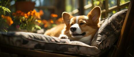 AI generated Adorable and funny Corgi resting in a sunny spot, with its tongue out and eyes full of happiness. photo