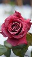 AI generated Contrasting beauty Close up view of crimson rose on snowy background Vertical Mobile Wallpaper photo