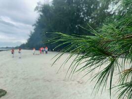 water that still sticks like dew after rain on Pinus densiflora with many abstract people in the background photo