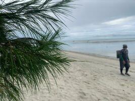 water that still sticks like dew after rain on Pinus densiflora with many abstract people in the background photo