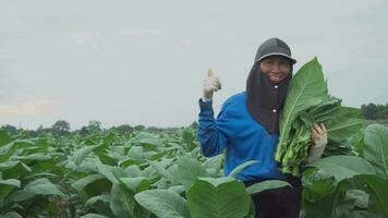 vrouw boer oogsten tabak bladeren video