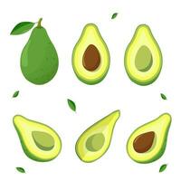 set of fresh avocado fruit, whole fruit with leaves, set of slices. avocado on a white background. vector