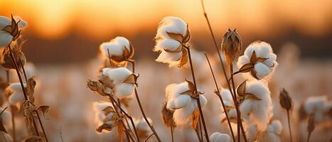 AI generated Golden sunset over cotton field. AI generative. photo