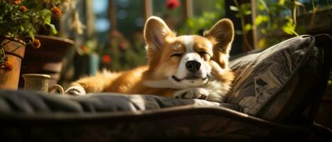 ai generado adorable y gracioso corgi descansando en un soleado lugar, con sus lengua fuera y ojos lleno de felicidad. foto