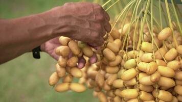 Nahansicht Foto asiatisch Alten Farmer halten frisch Gelb Termine und Ernte produzieren im das Datum Palme Plantage. video