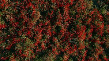 floración amapola campo en soleado día, primavera tiempo. salvaje rojo flores aéreo zumbido vista. video