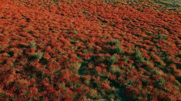 Flowering poppy field in sunny day, spring time. Wild red flowers. Aerial drone view. video