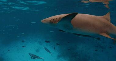 Swimming with a lot nurse sharks in tropical blue sea. School of fish and sharks in blue ocean, Maldives video