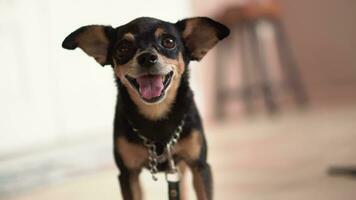 Close up black Chiwawa dog relax on the ground with 4K resolution. Well-groomed thoroughbred dog. video