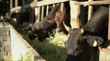 dichtbij omhoog van stud rundvlees koeien kruisen tussen Japans wagyu en Thais wagyu. video