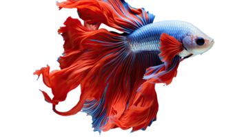 AI generated Siamese Fighting Fish isolated on a transparent background png