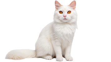 AI generated Turkish Van Cat isolated on a transparent background png