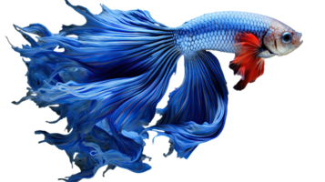 AI generated Siamese Fighting Fish isolated on a transparent background png