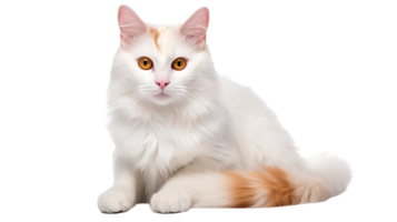 AI generated Turkish Van Cat isolated on a transparent background png