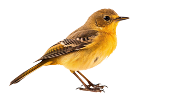 AI generated Gampsonyx bird isolated on a transparent background png