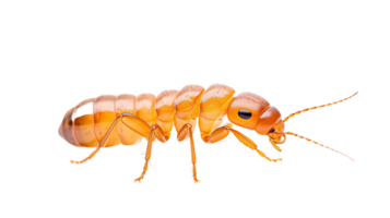 AI generated Termite isolated on a transparent background png
