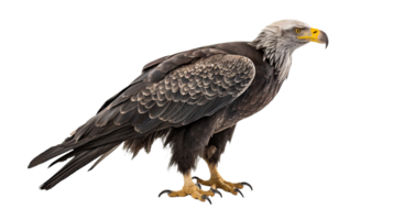 AI generated Haliaeetus bird isolated on a transparent background png