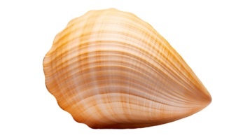 AI generated Shell isolated on a transparent background png