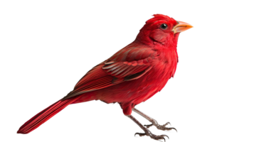 ai generiert Erythrotriorchis Vogel isoliert auf ein transparent Hintergrund png