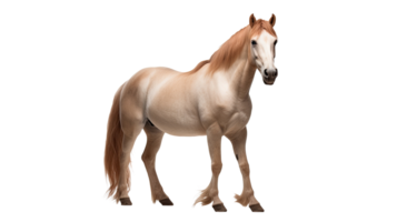 ai gerado cavalo isolado em uma transparente fundo png