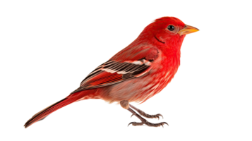 AI generated Erythrotriorchis bird isolated on a transparent background png