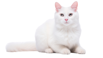AI generated Turkish Van Cat isolated on a transparent background png