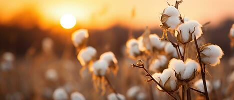 AI generated Golden sunset over cotton field. AI generative. photo