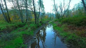 Smooth flight between the trees close to branches in the mystical autumn forest. video