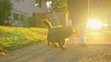 vrouw met zwart kat vervelend riem en harnas is wandelen buitenshuis Bij zonsondergang. video