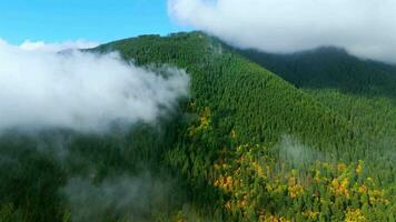 Aerial view of colourful forest on mountain slopes and cloudy sky. Canada video