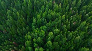 Flight over the coniferous forest. Canada video