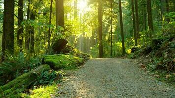 Moving through the lush green forest along the path. Stunning Canadian nature. video