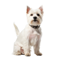 AI generated a white dog with a collar sitting png