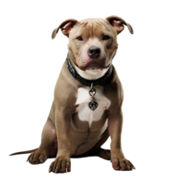 AI generated a pit bull dog sitting down on transparent  background png