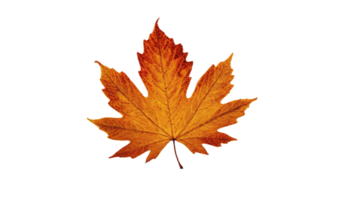 AI generated maple leaf on transparent background png