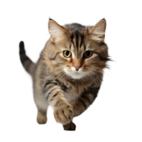 AI generated a cat is running on a transparent background png