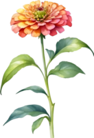 ai généré aquarelle La peinture de zinnia fleur. illustration de fleurs. ai-généré. png