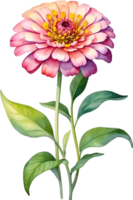 ai genererad vattenfärg målning av zinnia blomma. illustration av blommor. ai-genererad. png