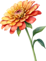 AI generated Watercolor painting of Zinnia flower. Illustration of flowers. AI-Generated. png