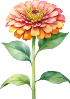 ai generato acquerello pittura di zinnia fiore. illustrazione di fiori. ai-generato. png