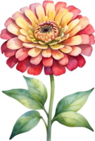 AI generated Watercolor painting of Zinnia flower. Illustration of flowers. AI-Generated. png