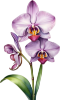 AI generated Watercolor painting of Zygopetalum Orchid flower. Illustration of flowers. AI-Generated. png