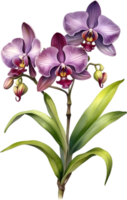 AI generated Watercolor painting of Zygopetalum Orchid flower. Illustration of flowers. AI-Generated. png