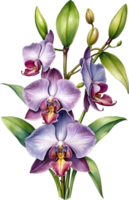 ai generiert Aquarell Gemälde von Zygopetalum Orchidee Blume. Illustration von Blumen. KI-generiert. png