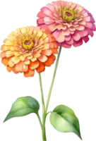 ai generado acuarela pintura de zinnia flor. ilustración de flores ai-generado. png