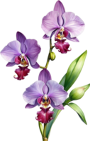 AI generated Watercolor painting of Zygopetalum Orchid flower. Illustration of flowers. AI-Generated. png