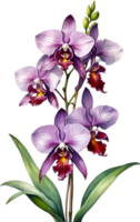 ai gegenereerd waterverf schilderij van zygopetalum orchidee bloem. illustratie van bloemen. ai-gegenereerd. png